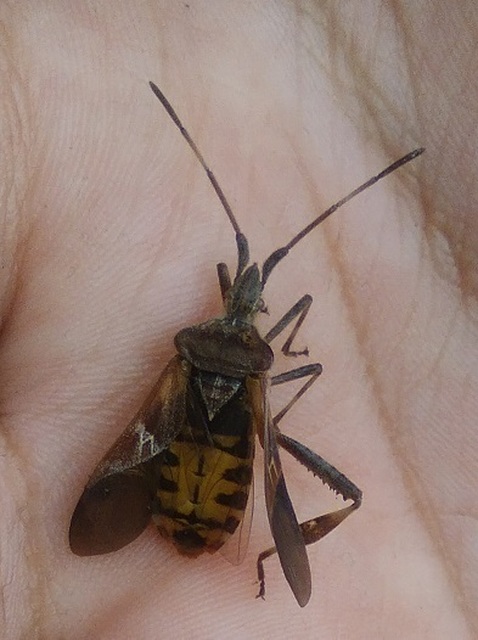 Leptoglossus occidentalis - nyugati levéllábú poloska