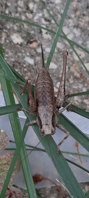 Pholidoptera griseoaptera - szürke avarszöcske