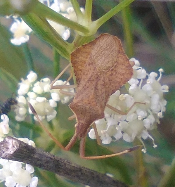 Syromastus rhombeus - vitorlás karimáspoloska