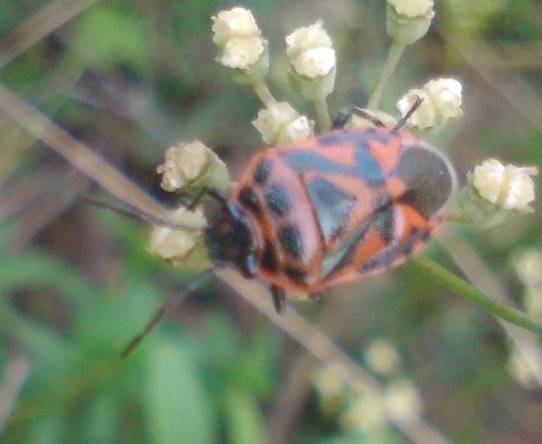 Eurydema ornata - díszespoloska