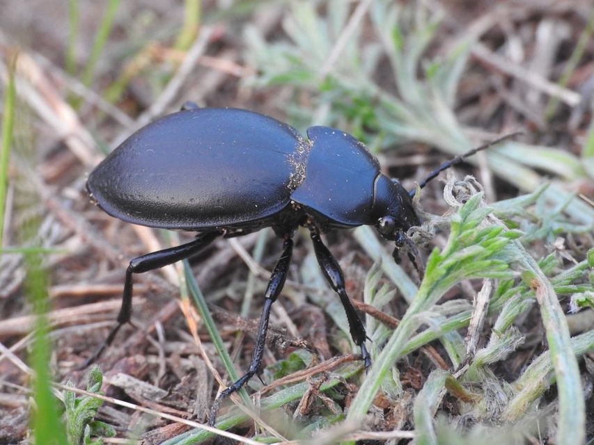 Carabus hungaricus - magyar futrinka