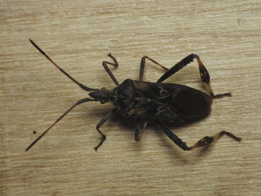 Leptoglossus occidentalis - nyugati levéllábú poloska