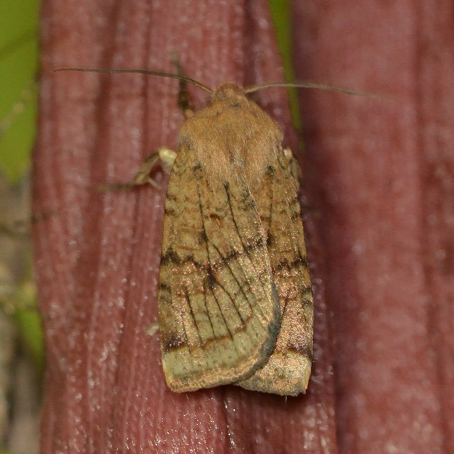 Conistra veronicae - veronika-őszibagoly