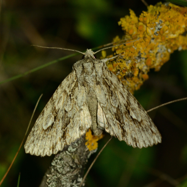 Meganephria bimaculosa - kétfoltos szilbagoly