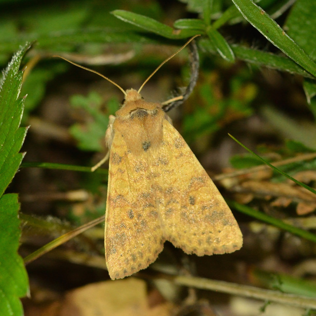 Cirrhia gilvago - foltos sárgabagoly