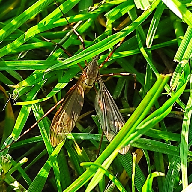 Tipulidae - lószúnyogok