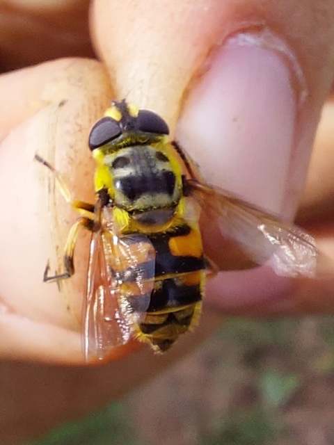Myathropa florea - halálfejes odúlégy