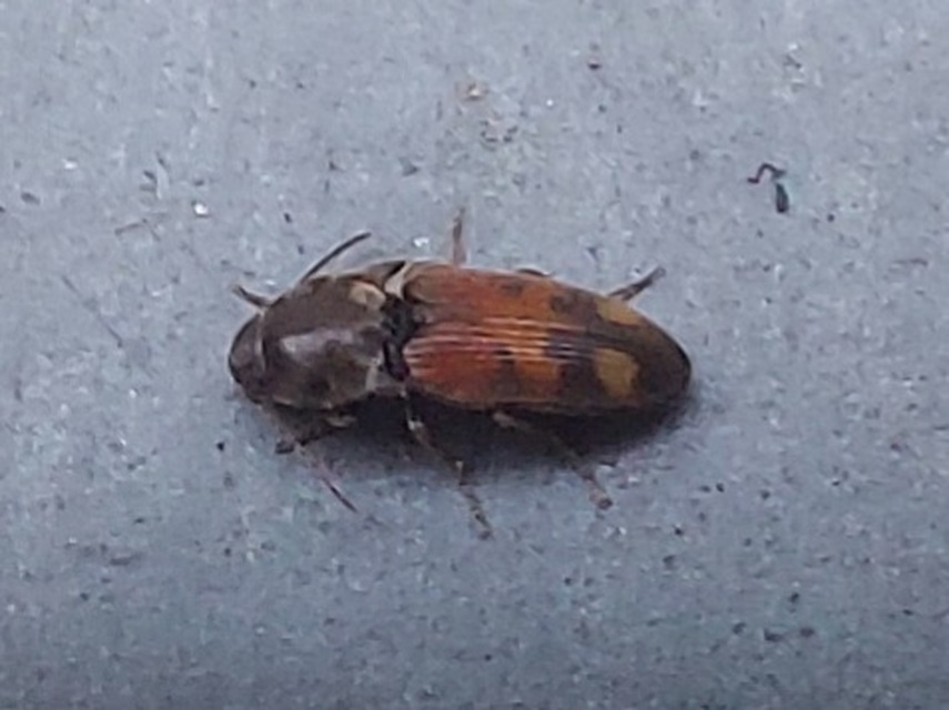 Drasterius bimaculatus - változékony pattanó