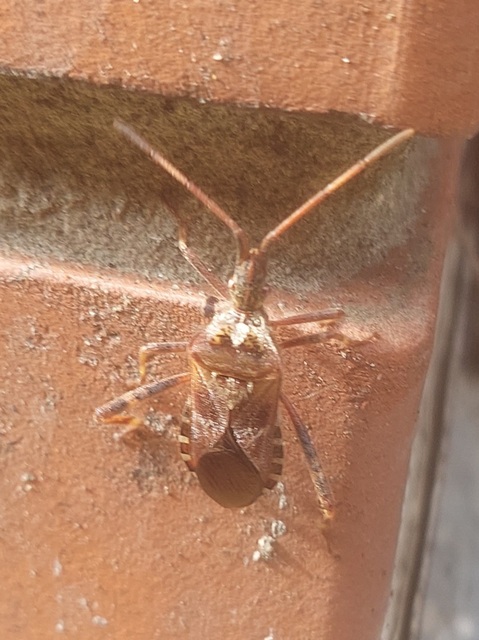 Leptoglossus occidentalis - nyugati levéllábú poloska