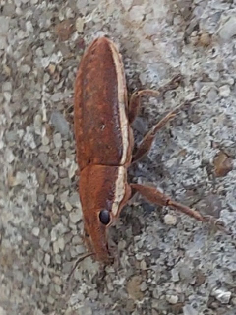 Lixus ochraceus - retek-dudvabarkó
