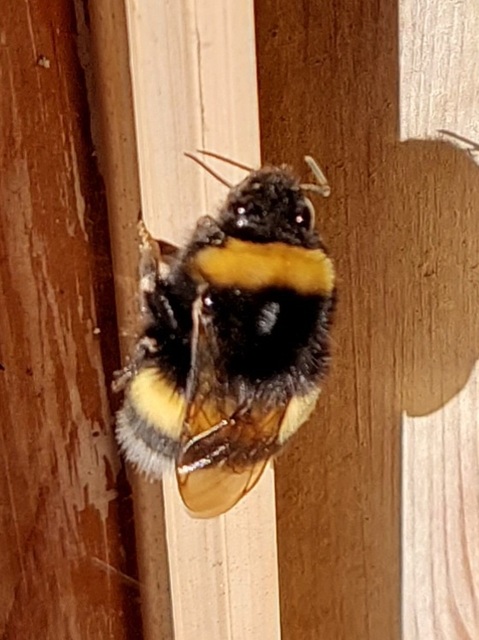 Bombus terrestris/lucorum