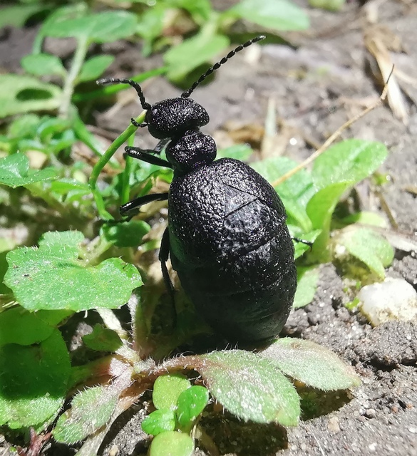 Meloe rugosus - ráncos nünüke