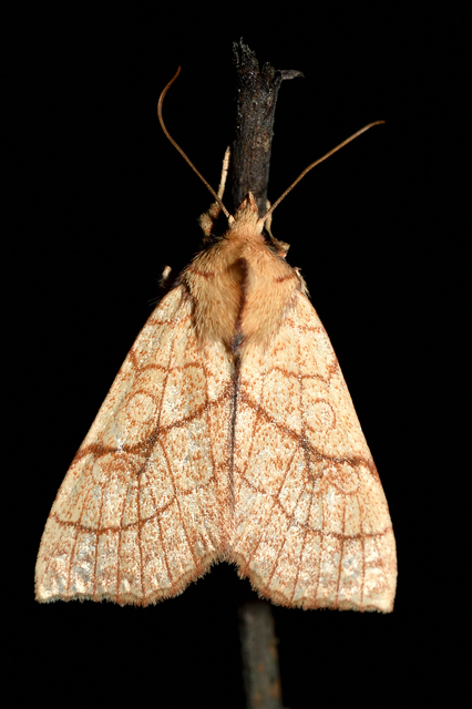 Tiliacea citrago - citromszínű sárgabagoly