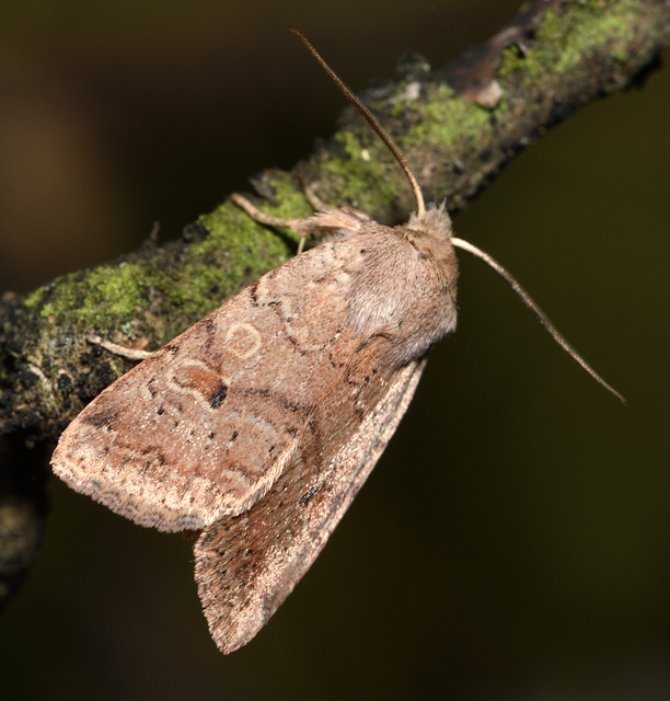 Propenistra laevis - könnyű őszibagoly
