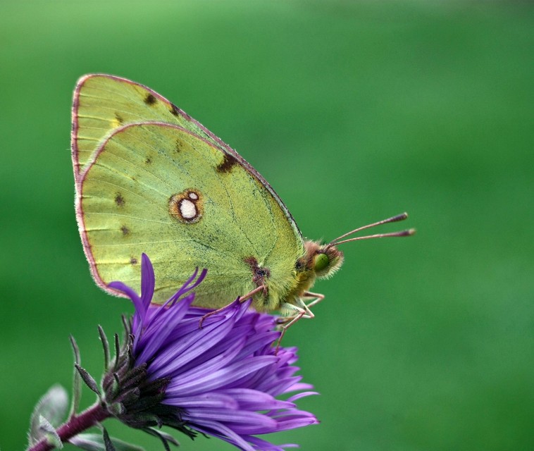 Colias croceus - sáfránylepke