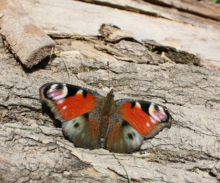 Nymphalis io - nappali pávaszem