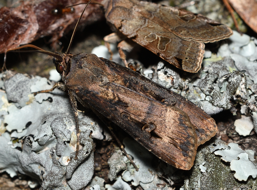 Agrotis ipsilon - nagy földibagoly
