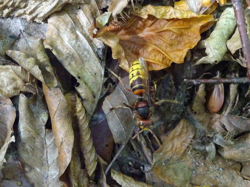 Vespa crabro - lódarázs