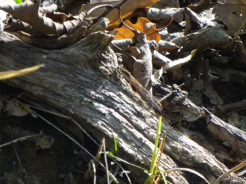 Sympecma fusca - téli rablószitakötő