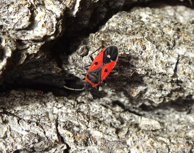 Melanocoryphus albomaculatus - nagy fehérfoltos-bodobács