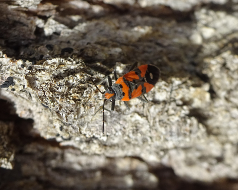 Lygaeus equestris - közönséges lovagbodobács