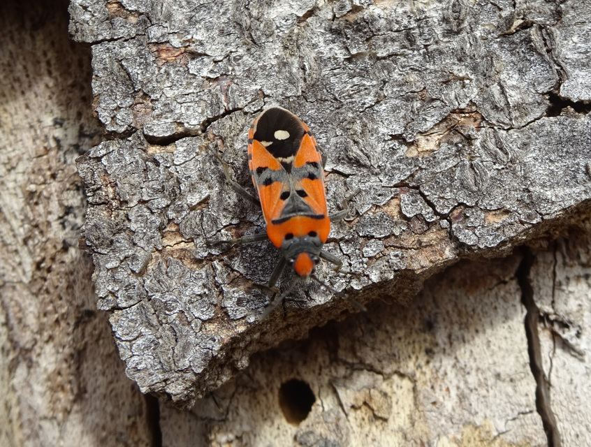Lygaeus simulans - hamis lovagbodobács