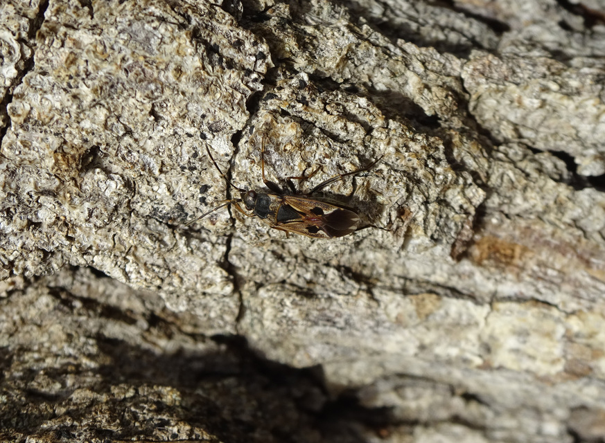 Rhyparochromus vulgaris - közönséges díszesbodobács