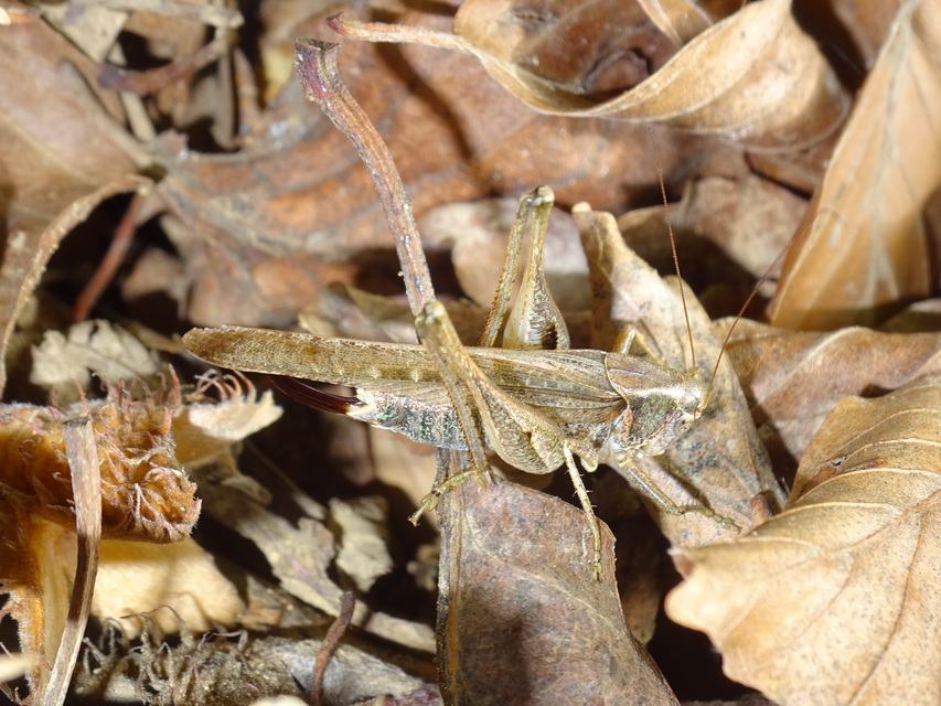 Platycleis affinis - púposhasú rétiszöcske