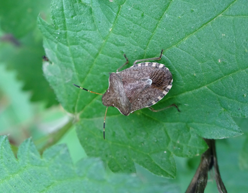 Peribalus strictus - tavaszi címerespoloska Peribalus strictus - tavaszi címerespoloska