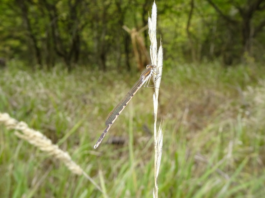 Sympecma fusca - téli rablószitakötő