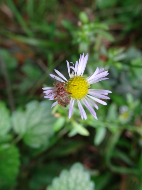 Rhopalus parumpunctatus - közönséges üvegszárnyú-poloska