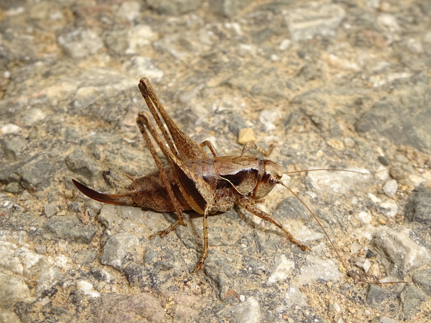 Pholidoptera griseoaptera - szürke avarszöcske