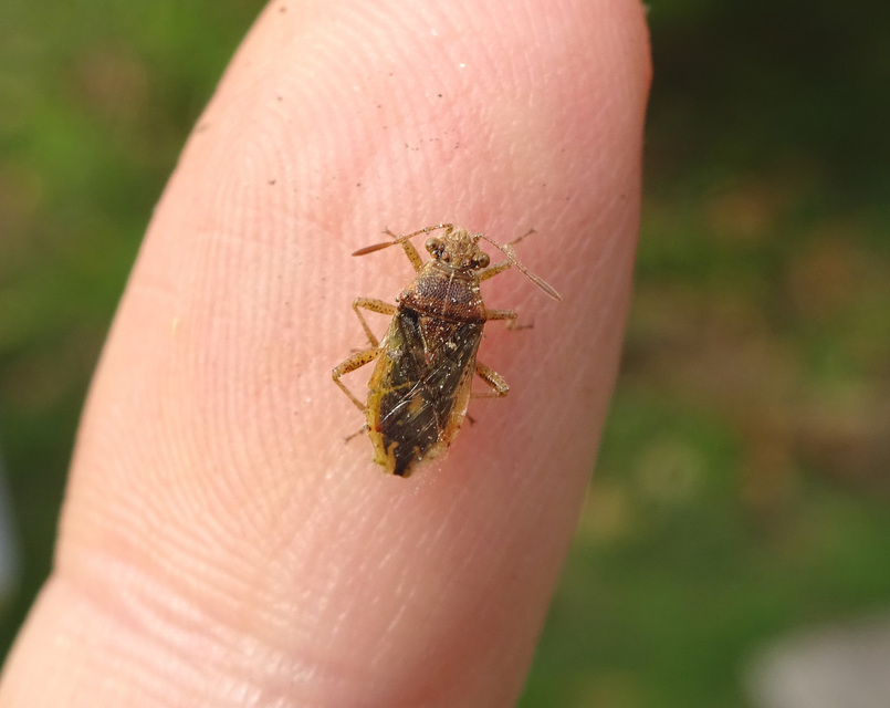 Rhopalus parumpunctatus - közönséges üvegszárnyú-poloska