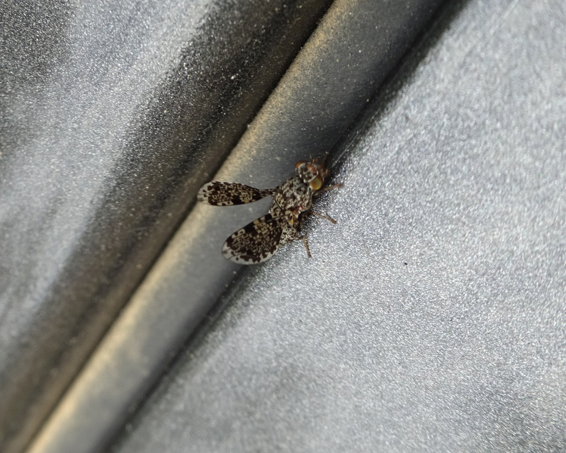 Callopistromyia annulipes - pávalégy