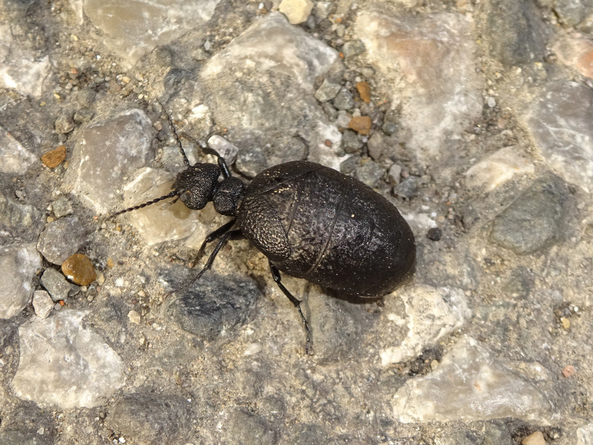 Meloe rugosus - ráncos nünüke