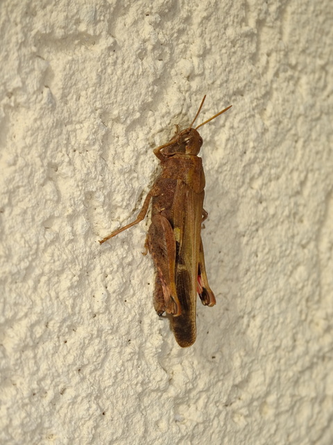 Aiolopus strepens - déli áttelelősáska