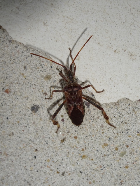 Leptoglossus occidentalis - nyugati levéllábú poloska