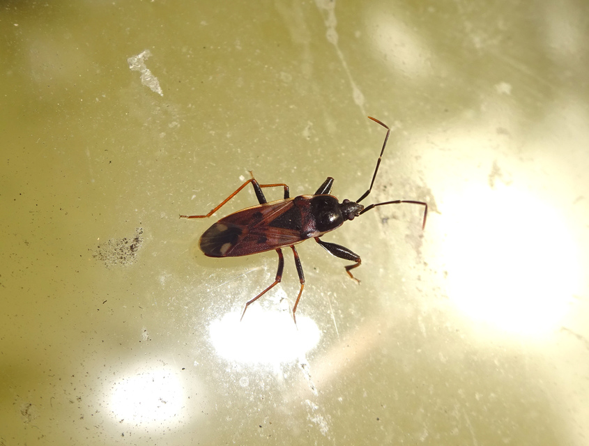 Eremocoris fenestratus - avarbodobács
