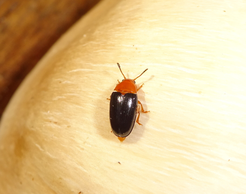 Triplax scutellaris - vörösmellű tarbogár