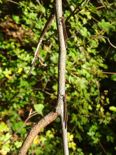Sympecma fusca - téli rablószitakötő