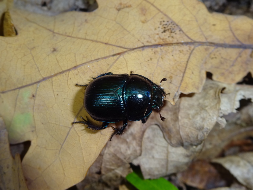 Anoplotrupes stercorosus - erdei álganéjtúró