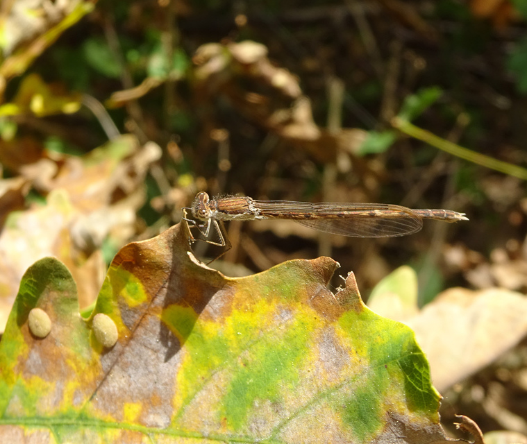 Sympecma fusca - téli rablószitakötő
