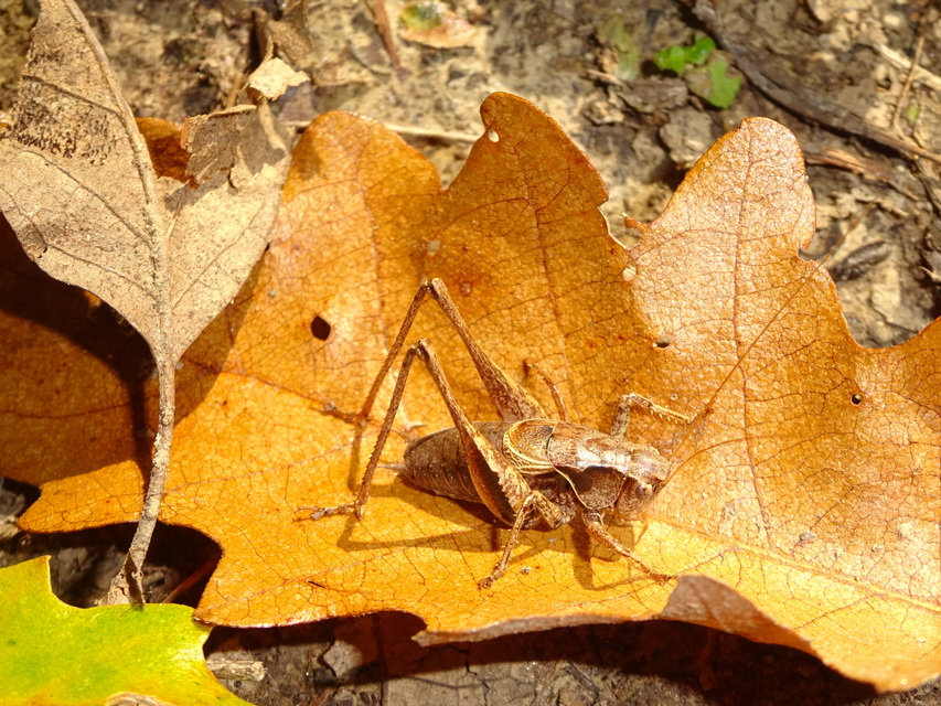 Pholidoptera griseoaptera - szürke avarszöcske
