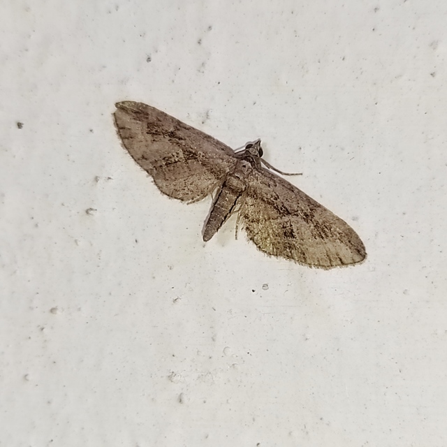 Eupithecia ericeata - feketefenyő-törpearaszoló