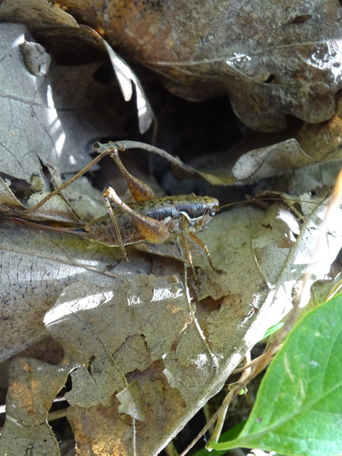 Pachytrachis gracilis - karcsú szöcske