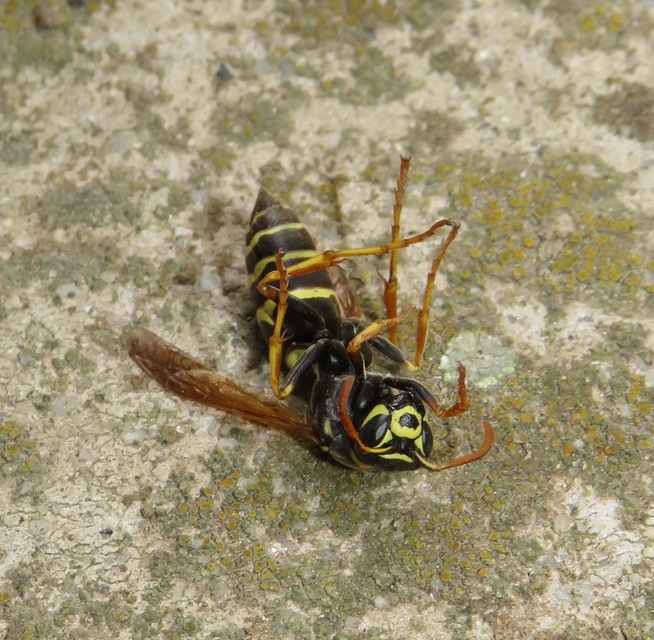 Polistes nimpha - padlásdarázs