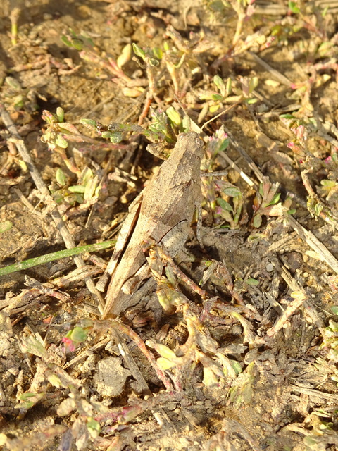 Oedipoda caerulescens - kékszárnyú sáska
