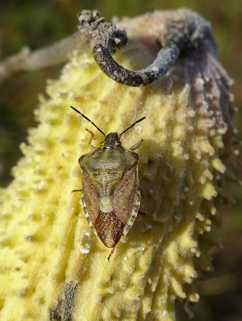 Carpocoris