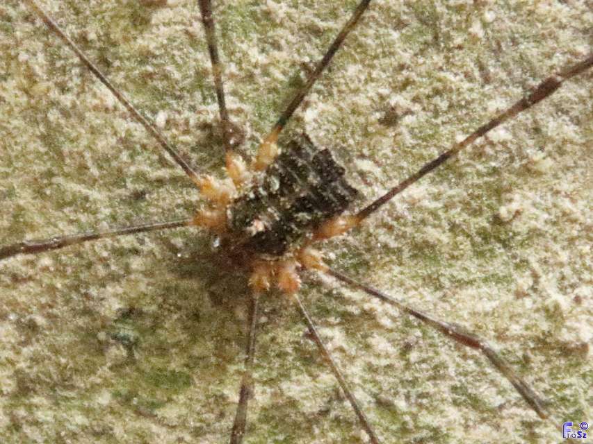 Lacinius dentiger