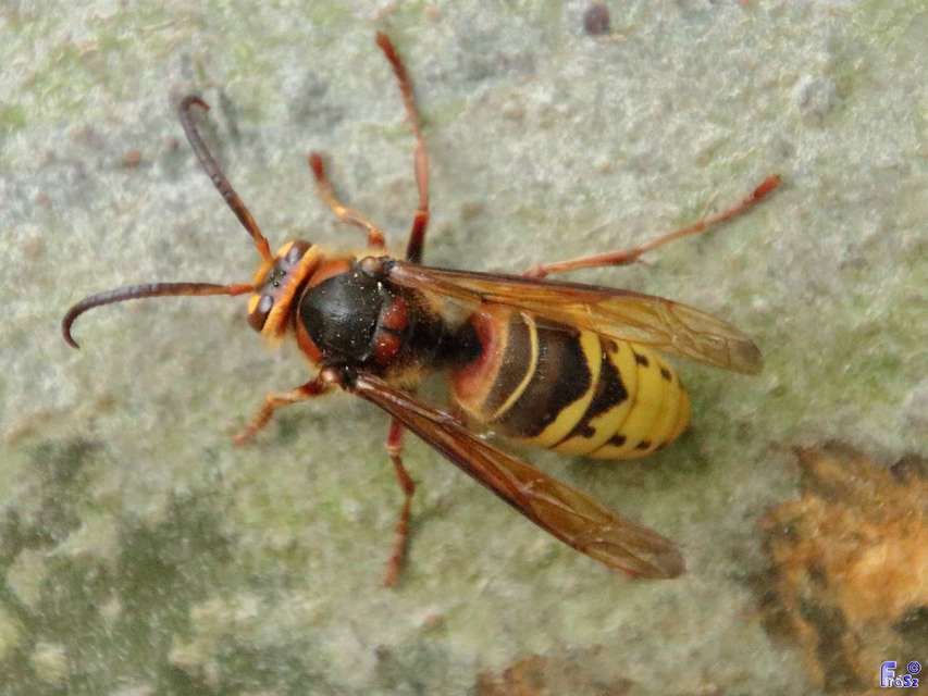 Vespa crabro - lódarázs